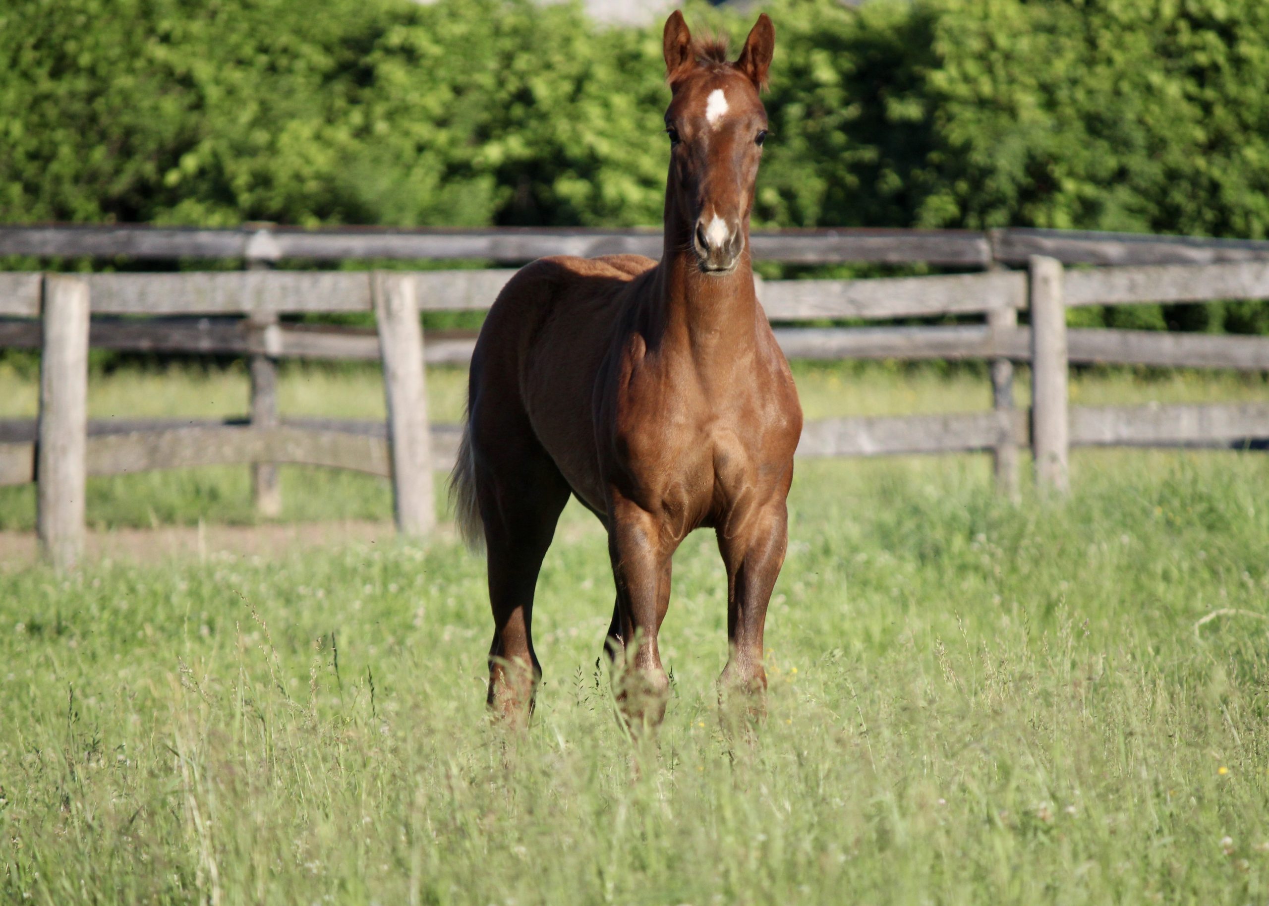 Gallery – Glenwood Stables